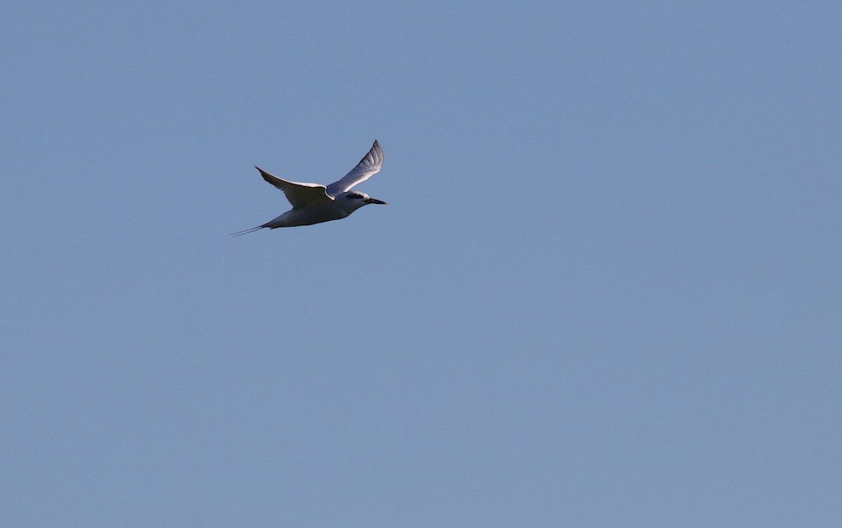 Snowy-crowned Tern - ML614106135