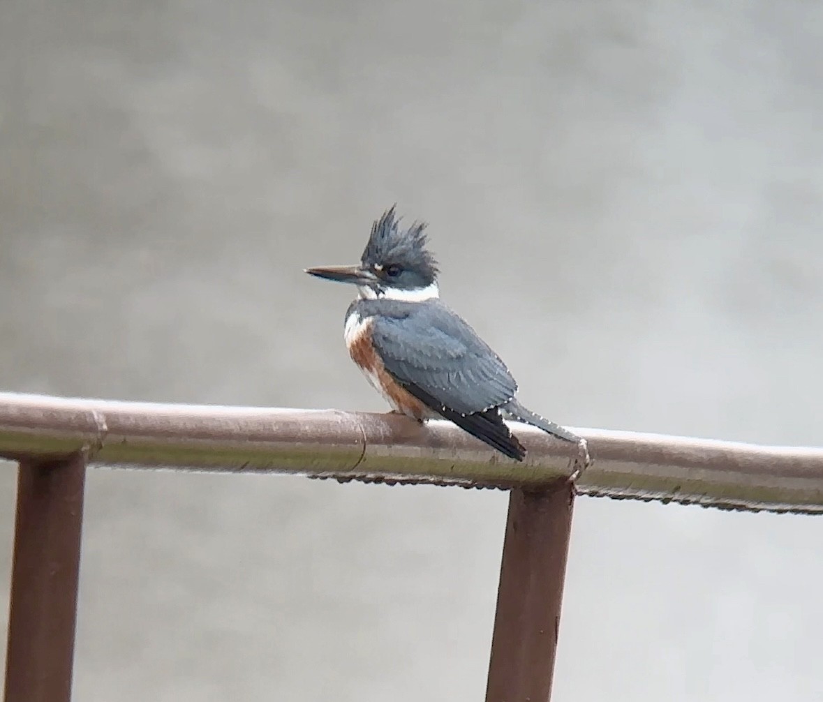 Belted Kingfisher - ML614106194