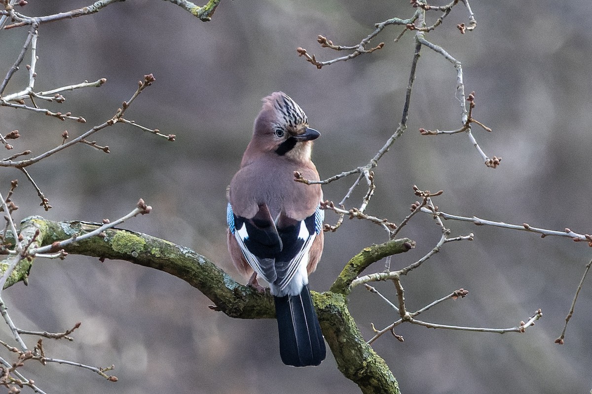 Eurasian Jay - ML614106204