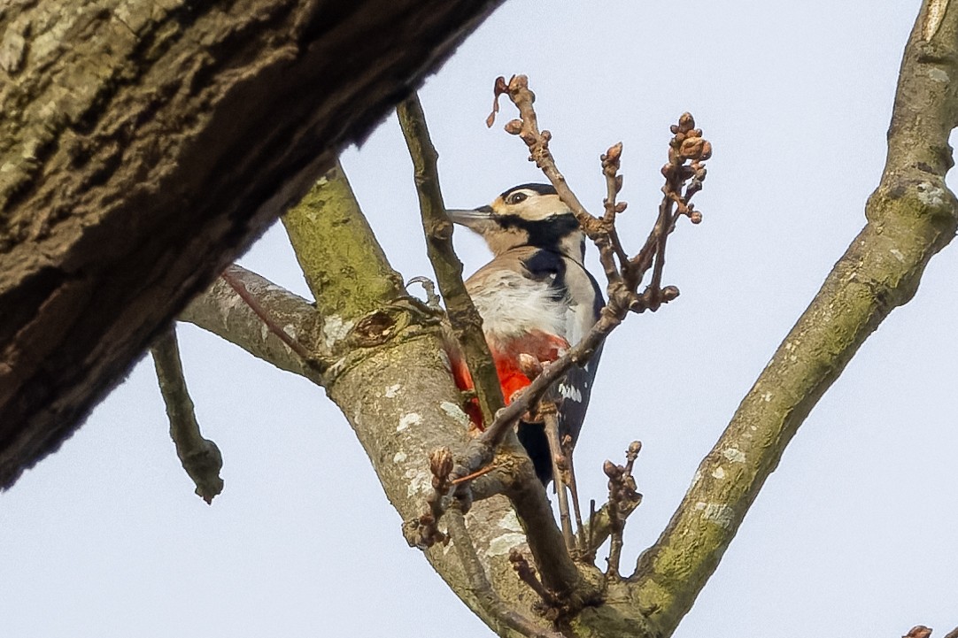 Great Spotted Woodpecker - ML614106213