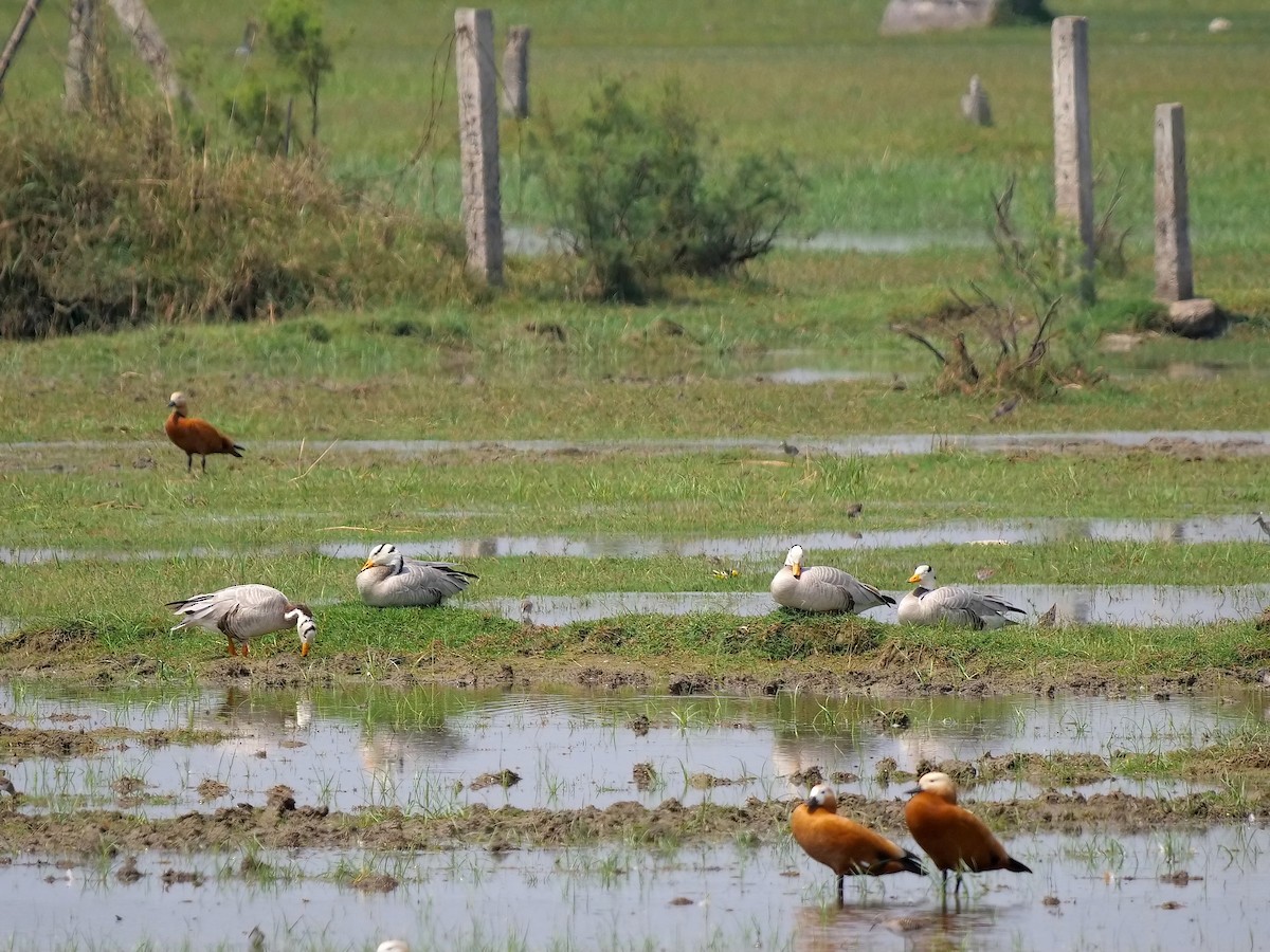 Bar-headed Goose - ML614106226