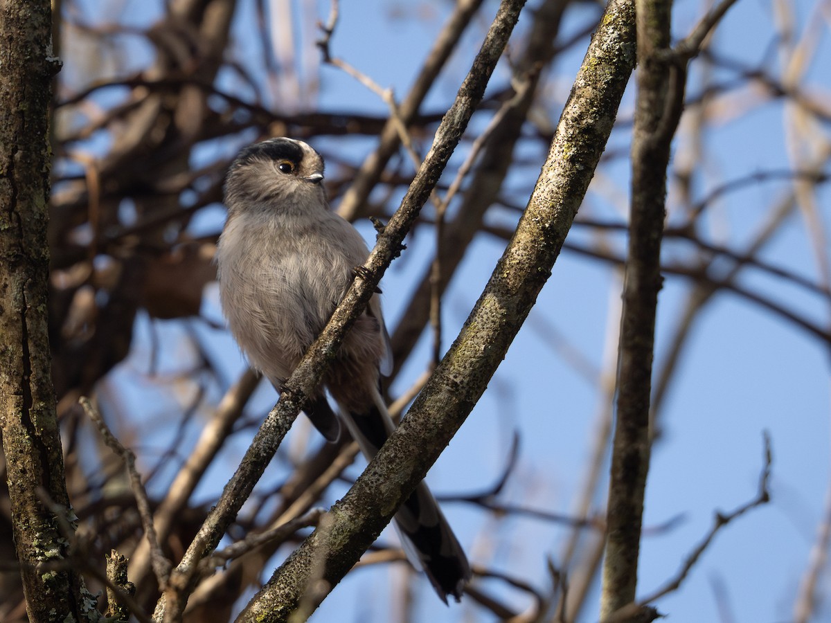 Long-tailed Tit - Antton Korta