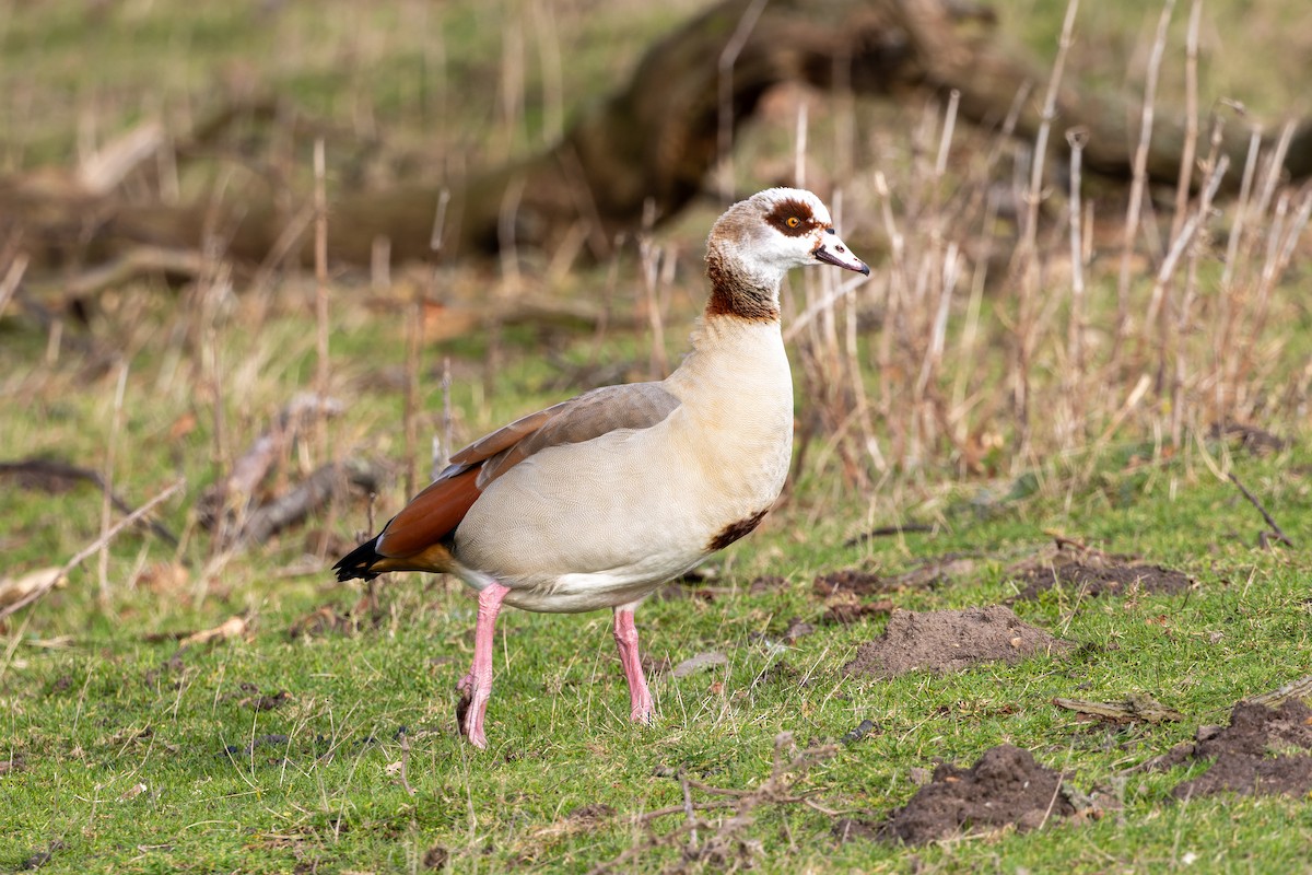 Egyptian Goose - ML614106279