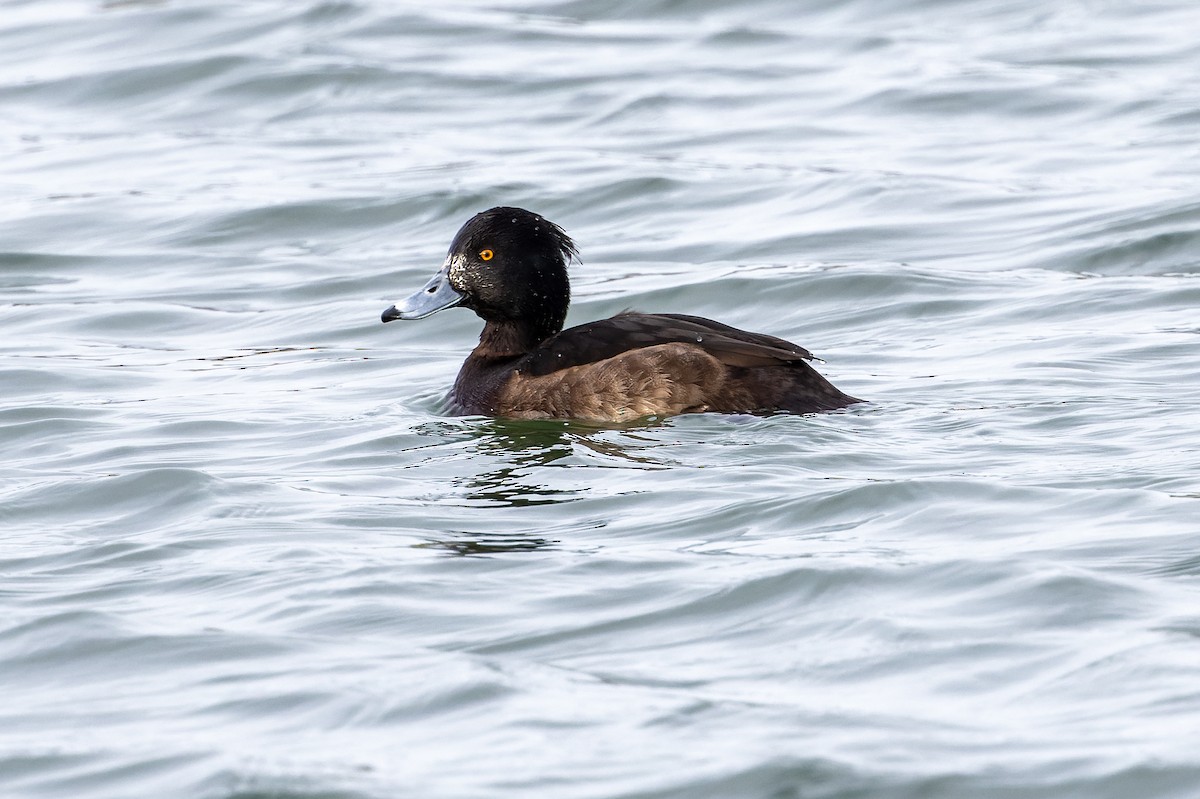 Tufted Duck - ML614106301