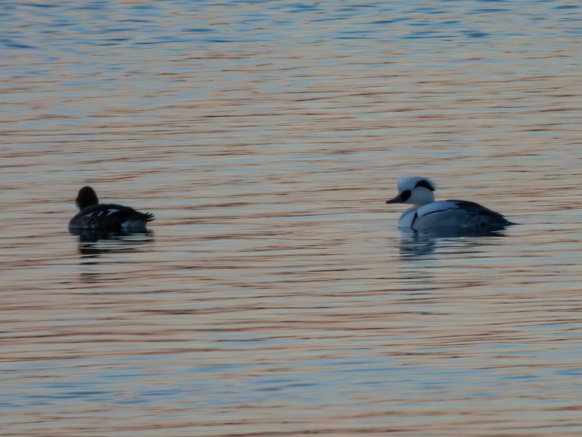 Smew - ML614106357