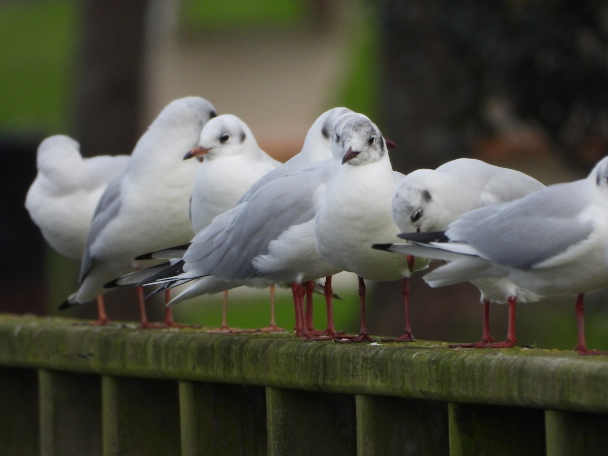 Black-headed Gull - Franqui Illanes