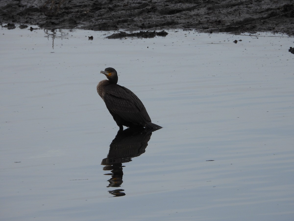 Great Cormorant - Franqui Illanes