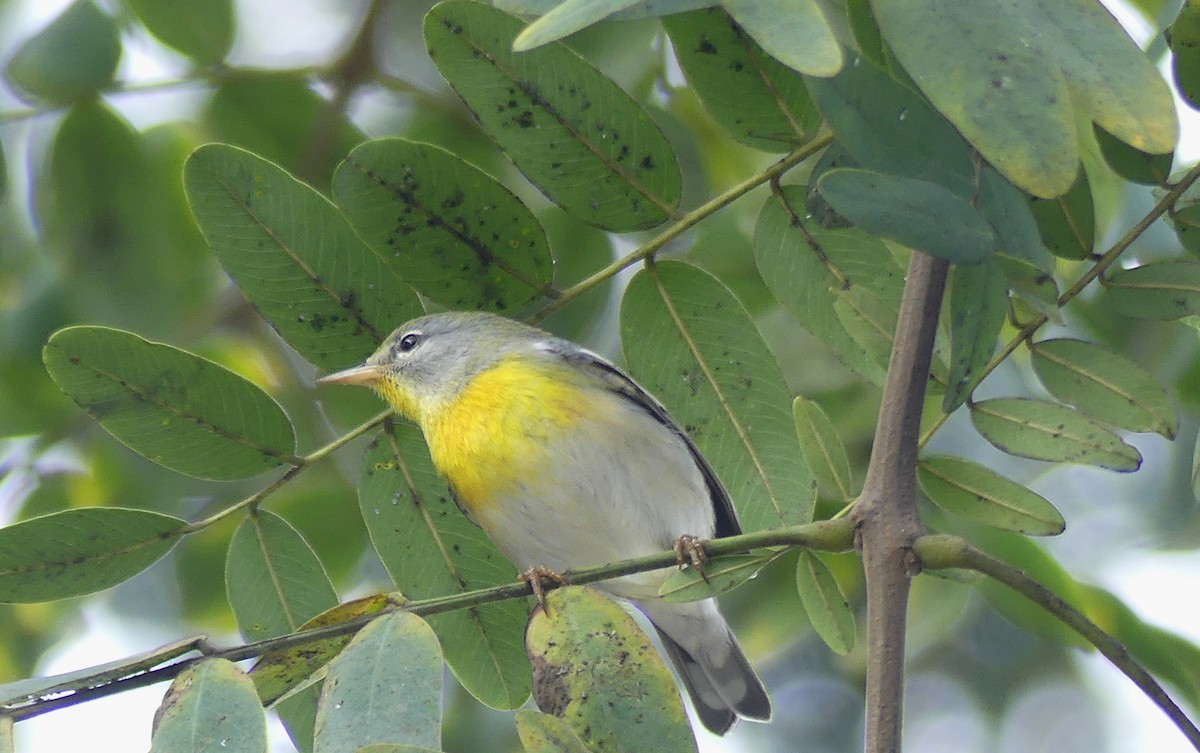 Northern Parula - Marcie Mason