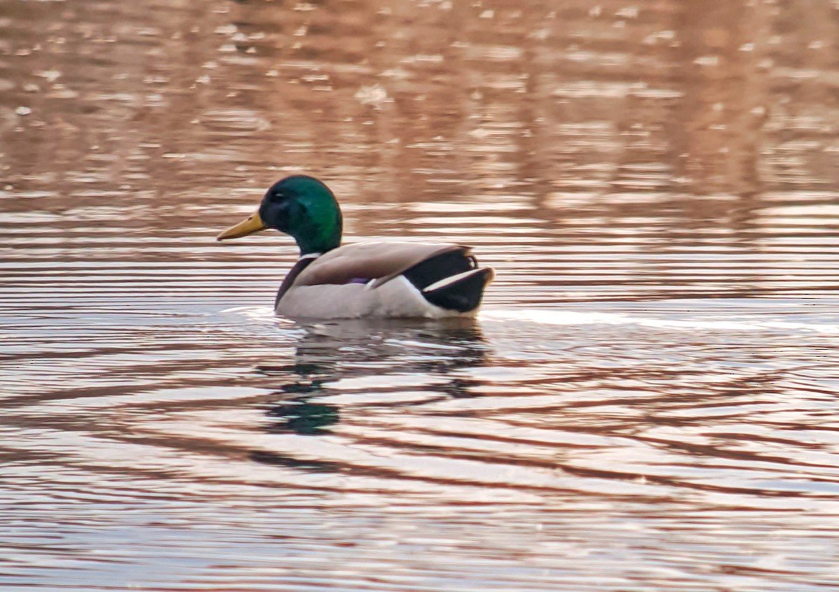 Canard colvert - ML614106619