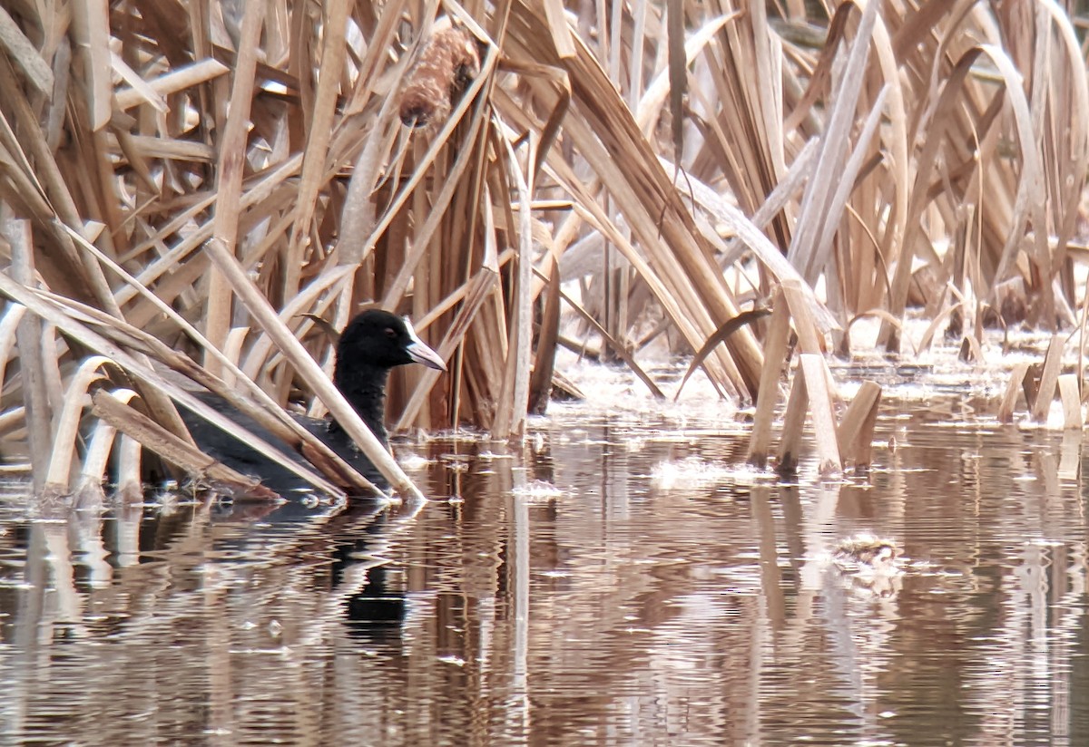 Eurasian Coot - David SD