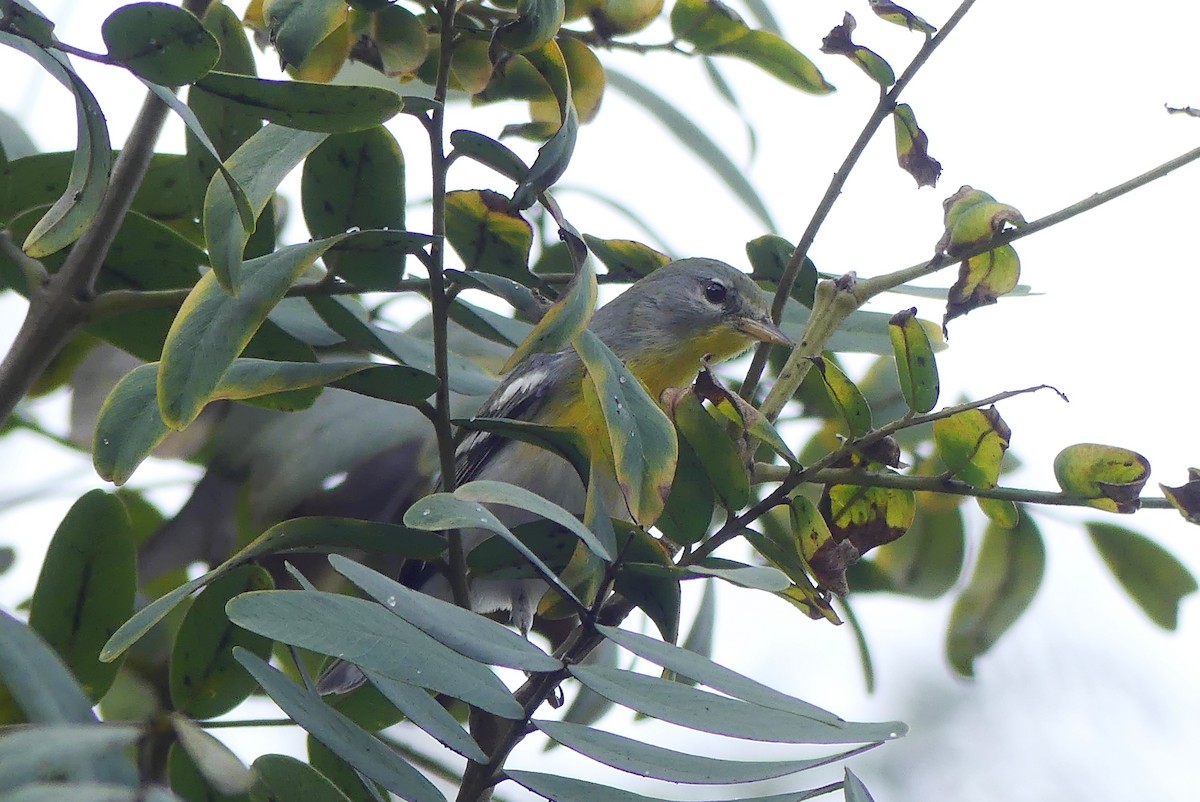 Northern Parula - ML614106657