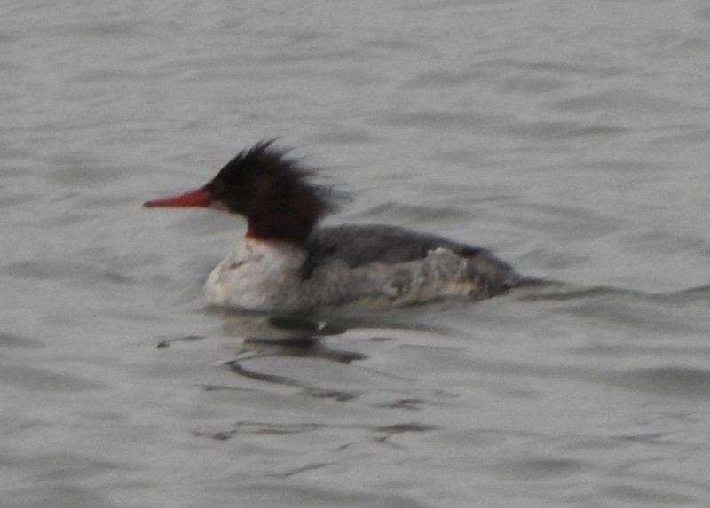 Common Merganser - ML614106665