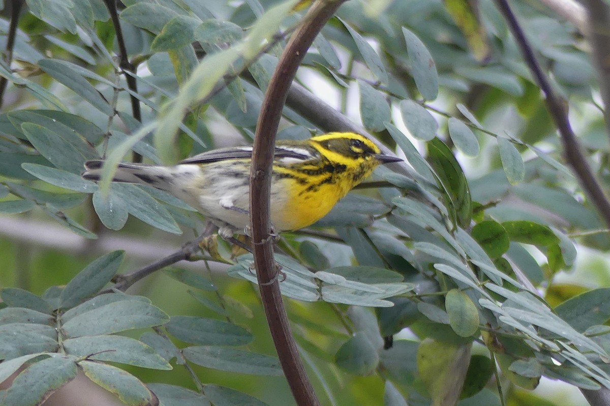 Townsend's Warbler - ML614106731