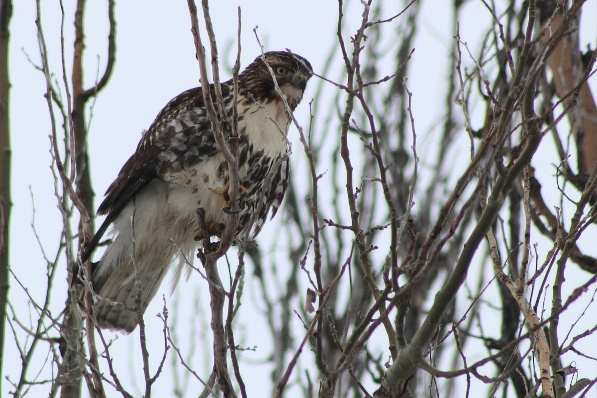 Red-tailed Hawk - ML614106745