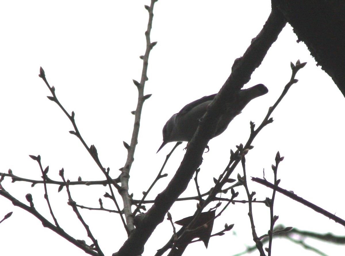 White-breasted Nuthatch - ML614106749