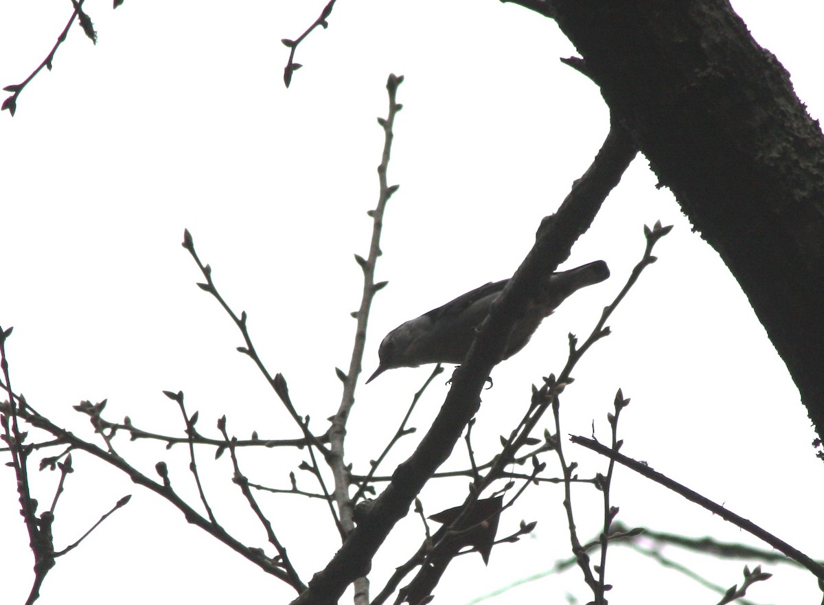 White-breasted Nuthatch - ML614106750