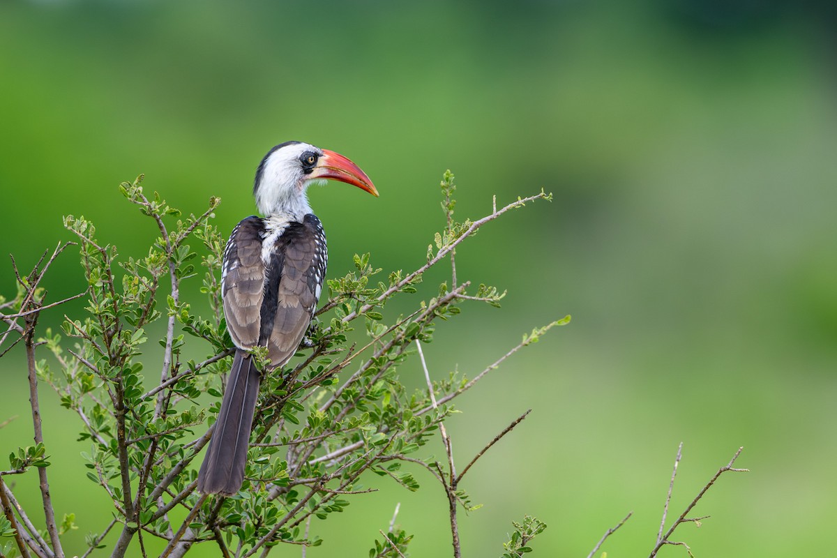 Tanzanian Red-billed Hornbill - ML614106818