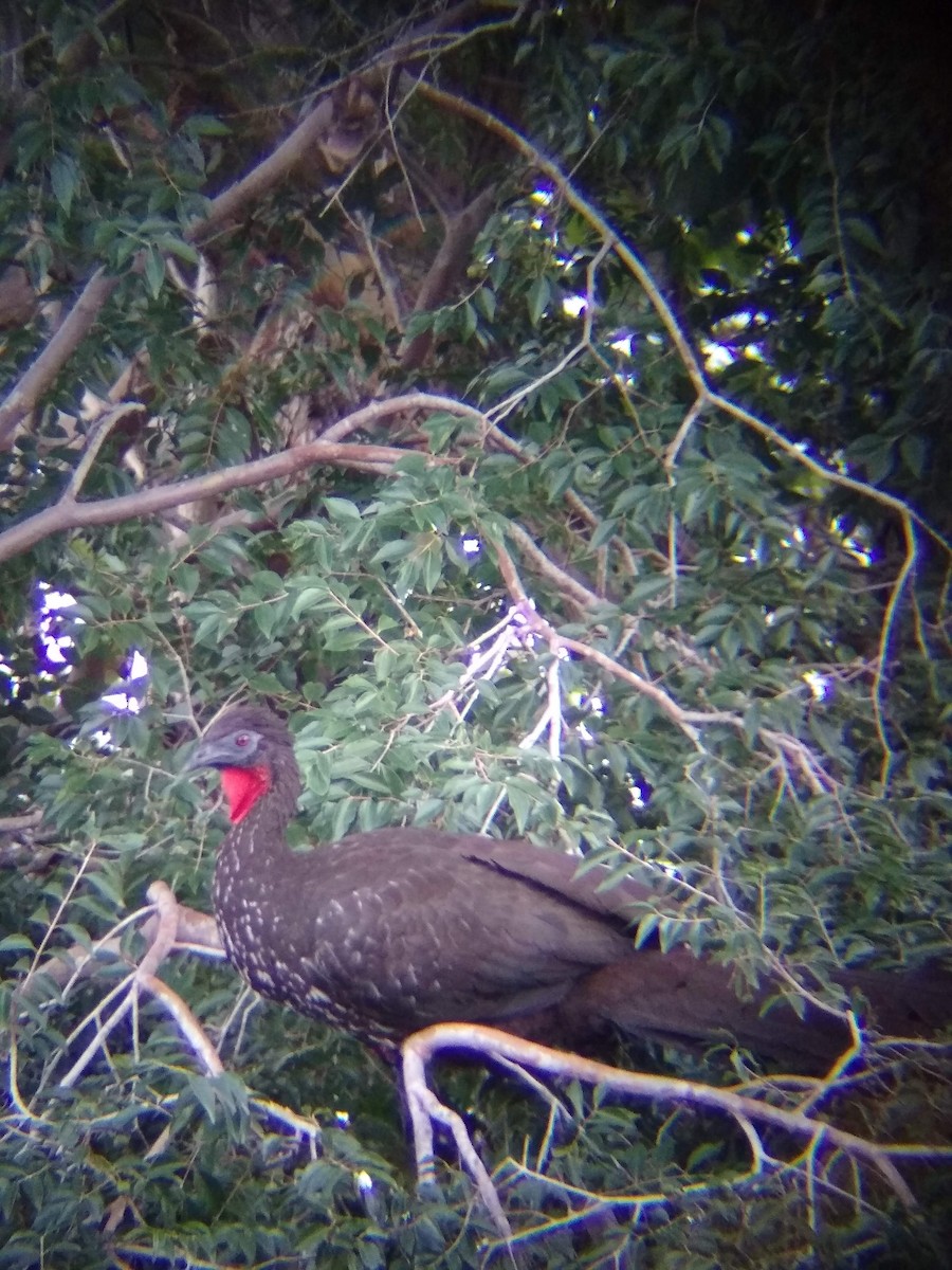 Crested Guan - ML614106825