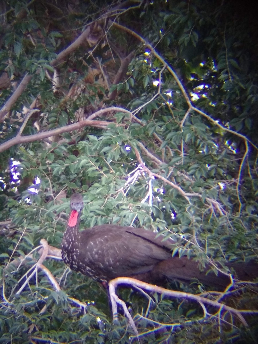 Crested Guan - ML614106826