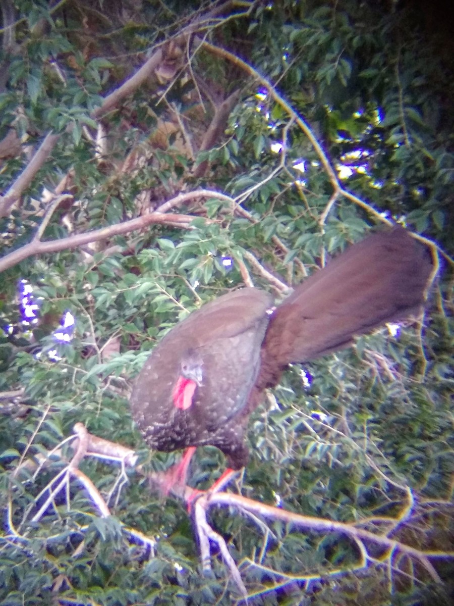 Crested Guan - ML614106827