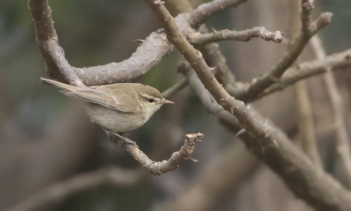 Mosquitero Verdoso - ML614106831