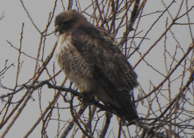 Red-tailed Hawk - ML614106892