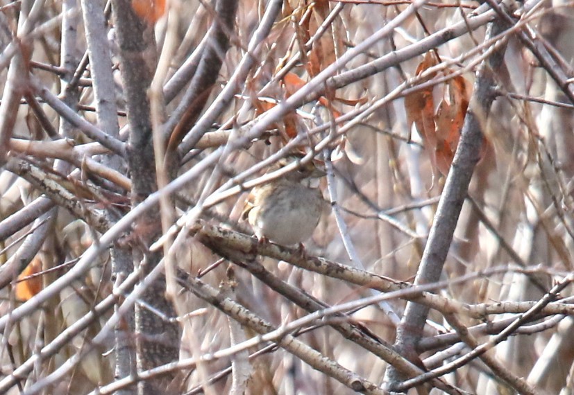 White-throated Sparrow - ML614106984