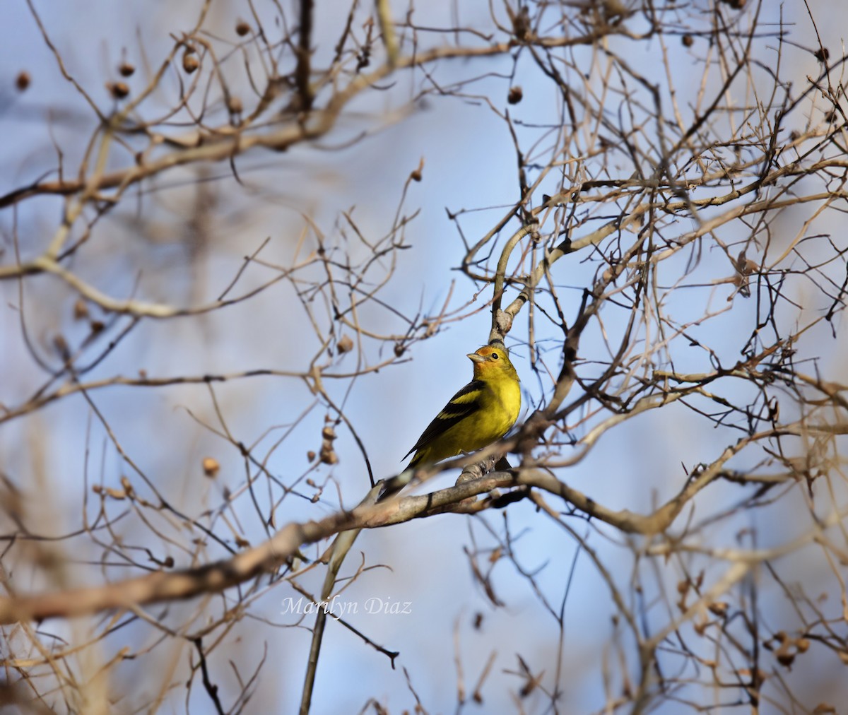 Western Tanager - ML614107065