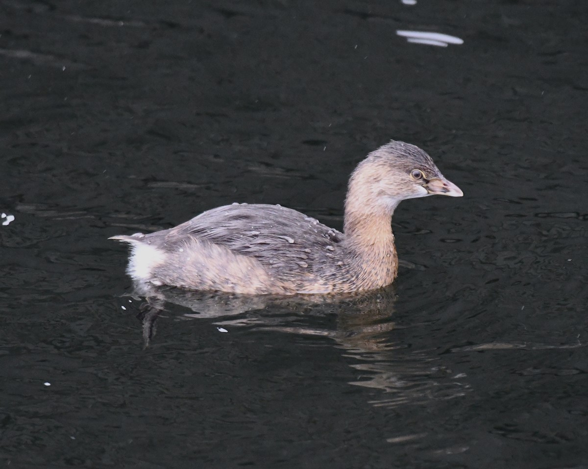 Pied-billed Grebe - ML614107069