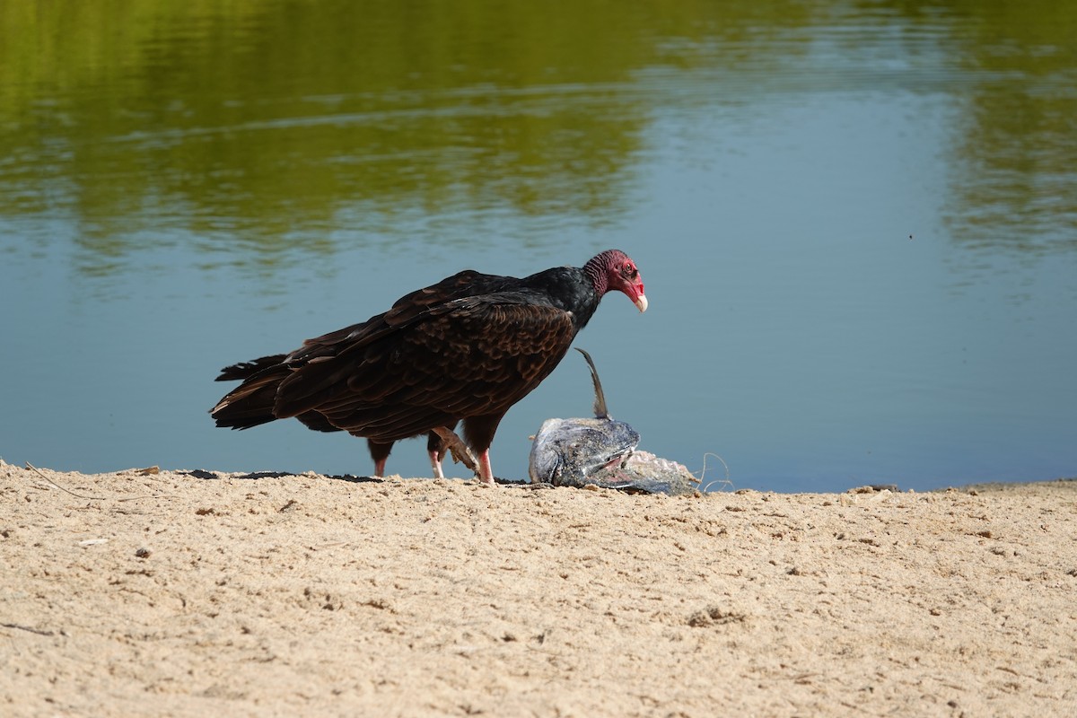 Turkey Vulture - ML614107082