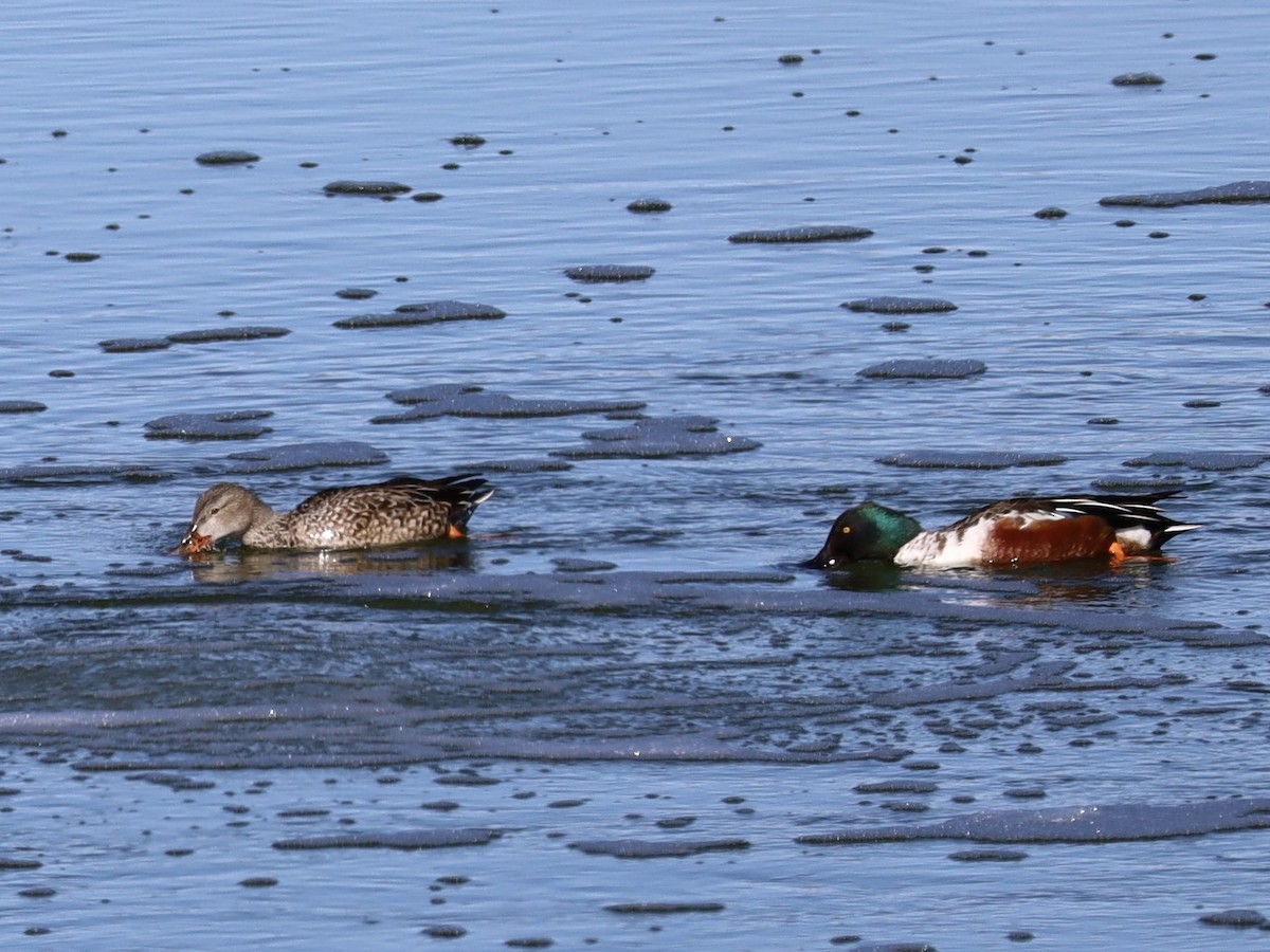 Northern Shoveler - Mohini Rawool-Sullivan