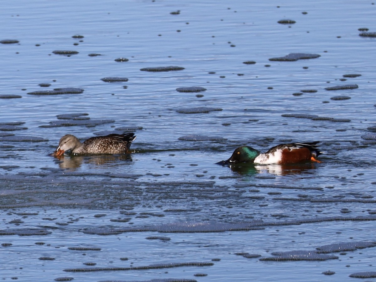 Northern Shoveler - Mohini Rawool-Sullivan