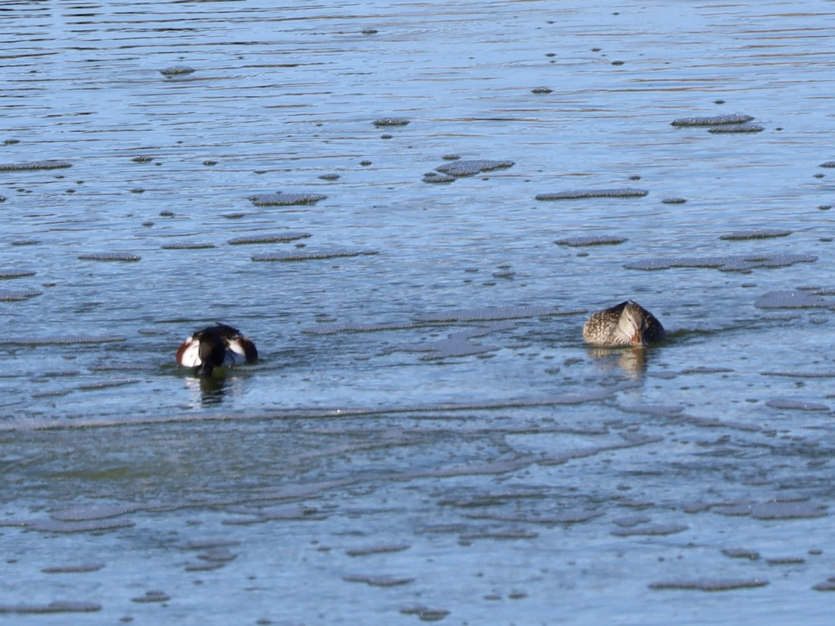 Northern Shoveler - Mohini Rawool-Sullivan