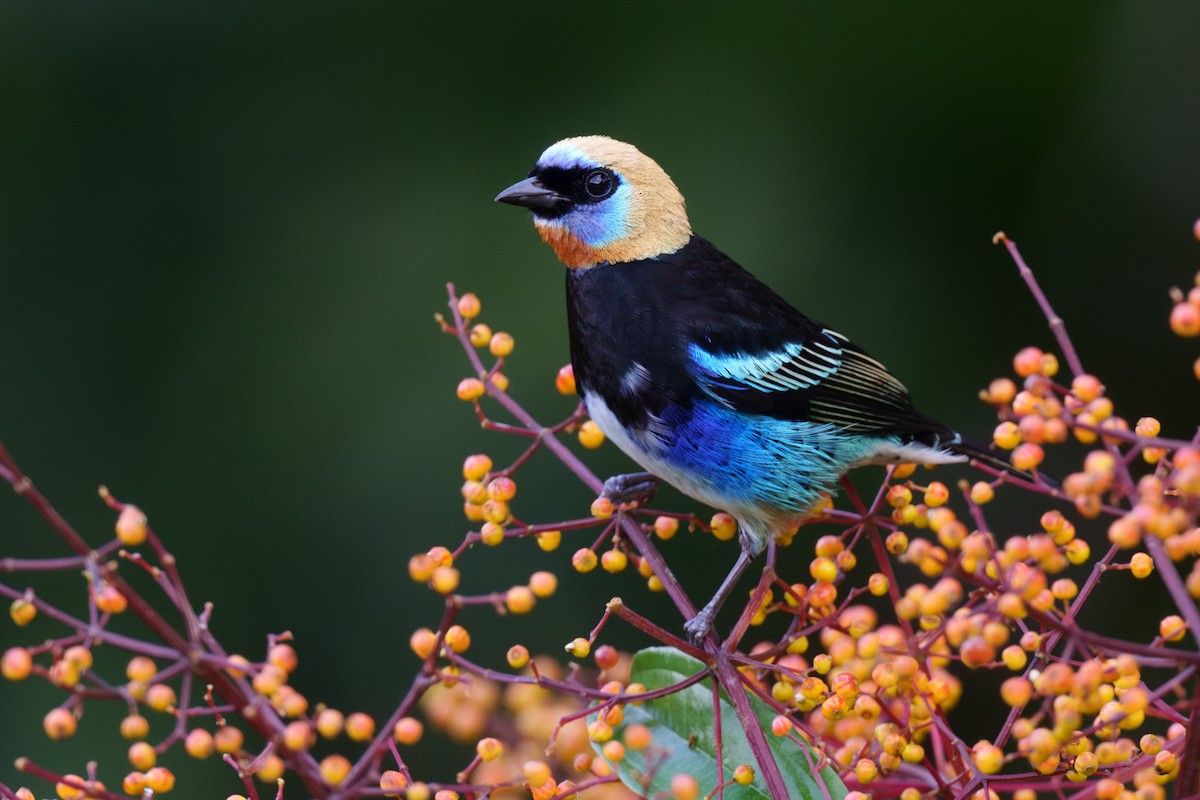 Golden-hooded Tanager - ML614107274