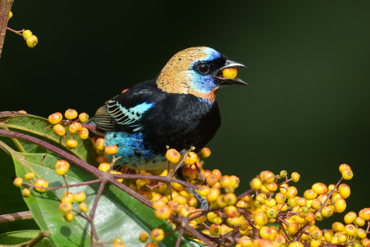 Golden-hooded Tanager - ML614107275