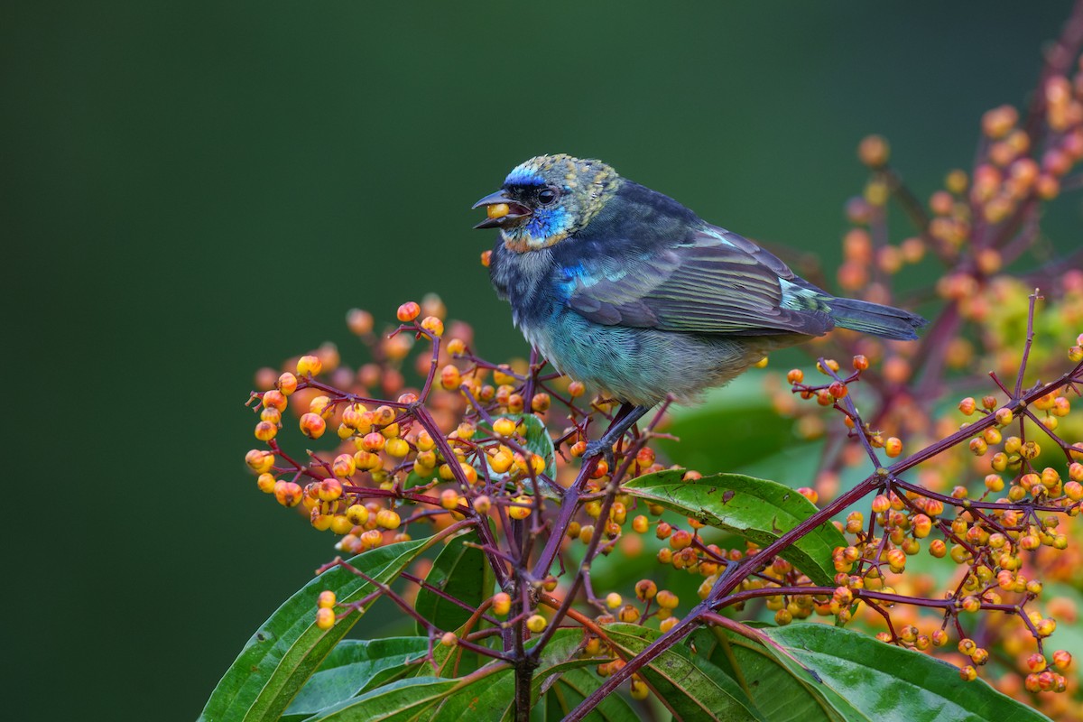 Golden-hooded Tanager - ML614107276