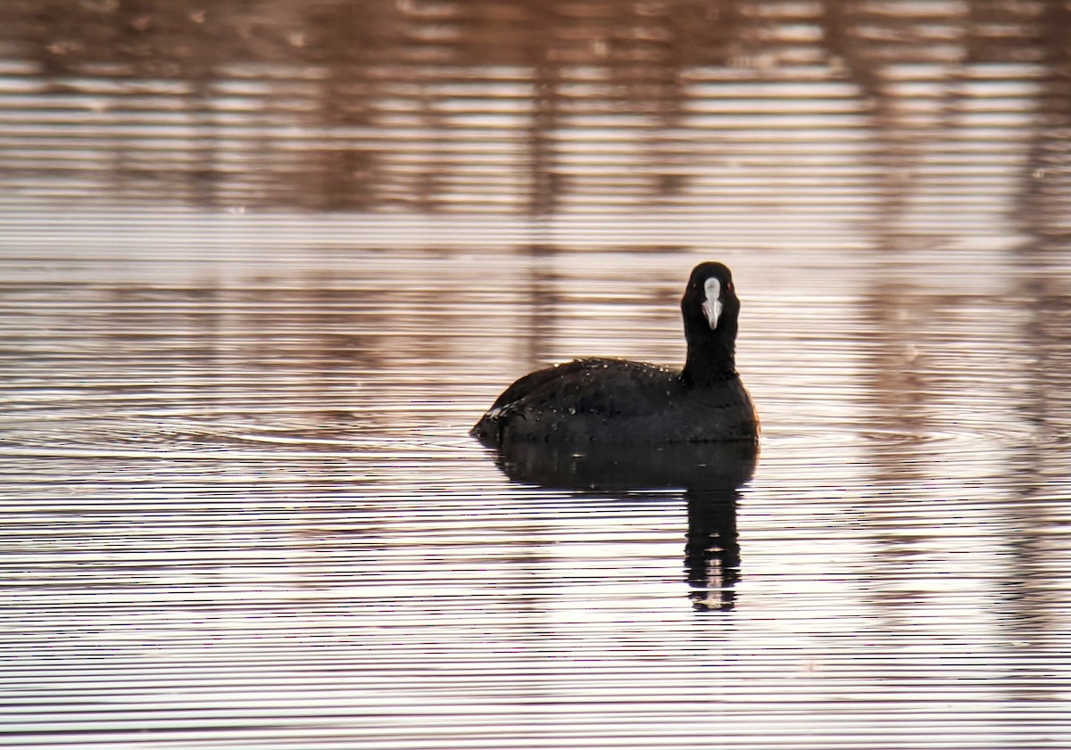 Eurasian Coot - ML614107335