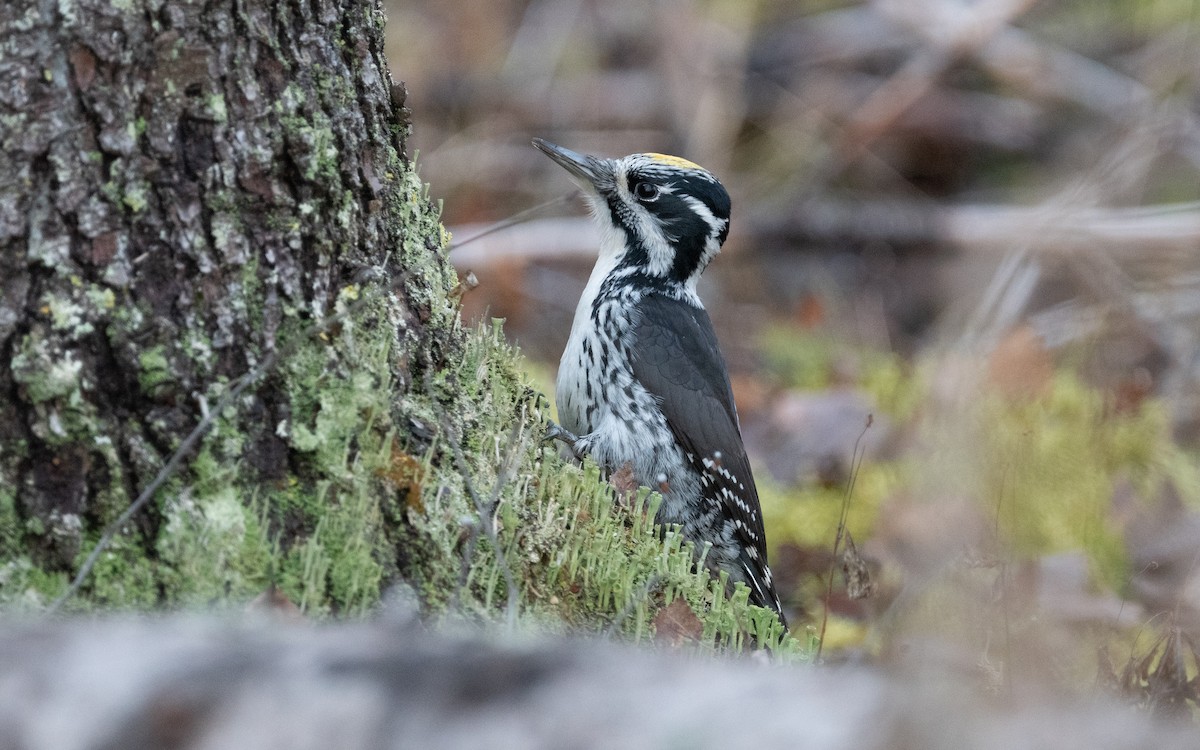 Eurasian Three-toed Woodpecker - ML614107357
