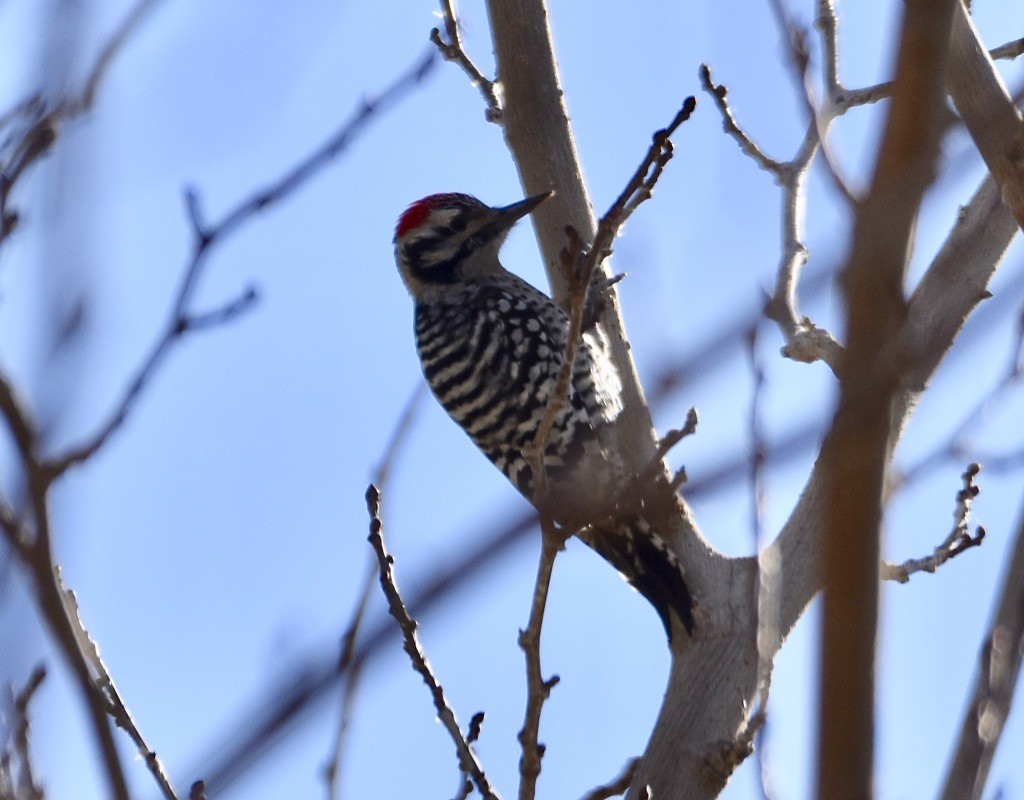 Ladder-backed Woodpecker - ML614107377