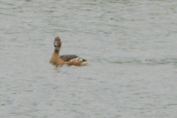 Fulvous Whistling-Duck - ML614107547