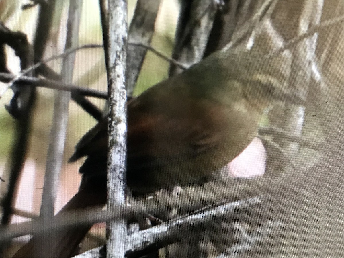 Rusty-backed Spinetail - ML614107661