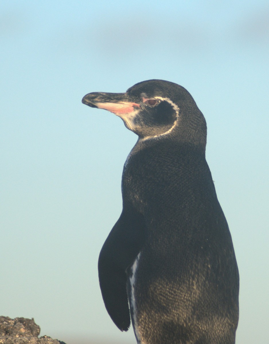 Галапагосский пингвин - ML614107682