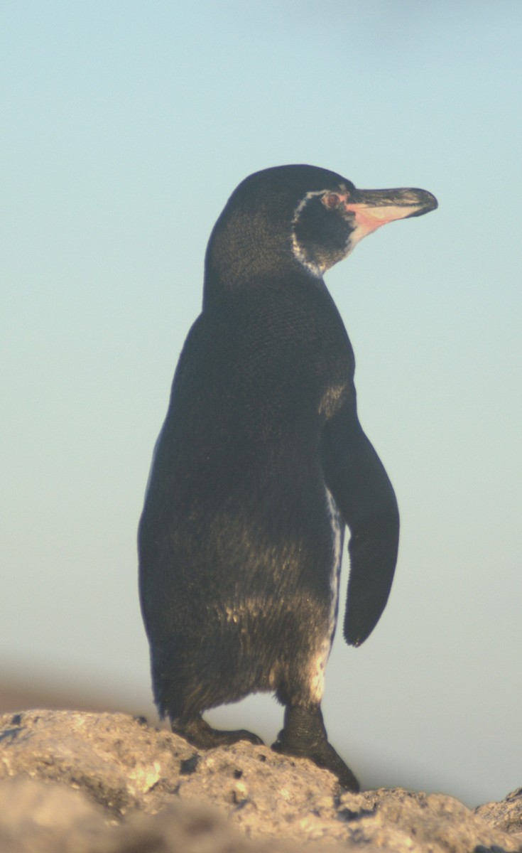 Galapagos Penguin - Paul Morf