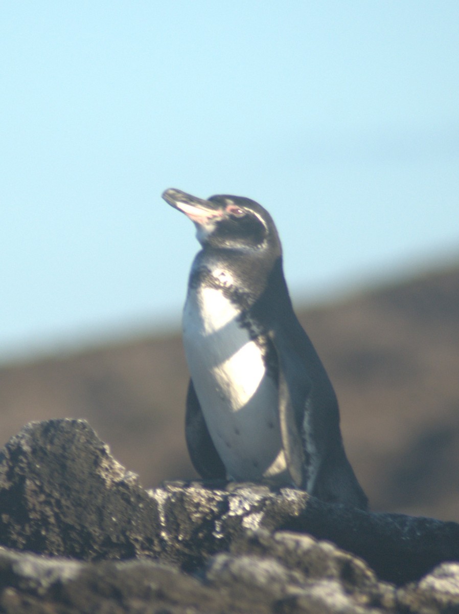 Галапагосский пингвин - ML614107693