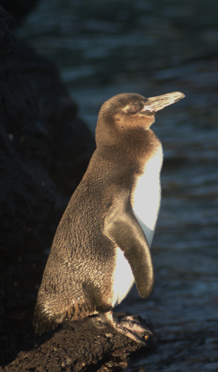 Pingüino de Galápagos - ML614107702
