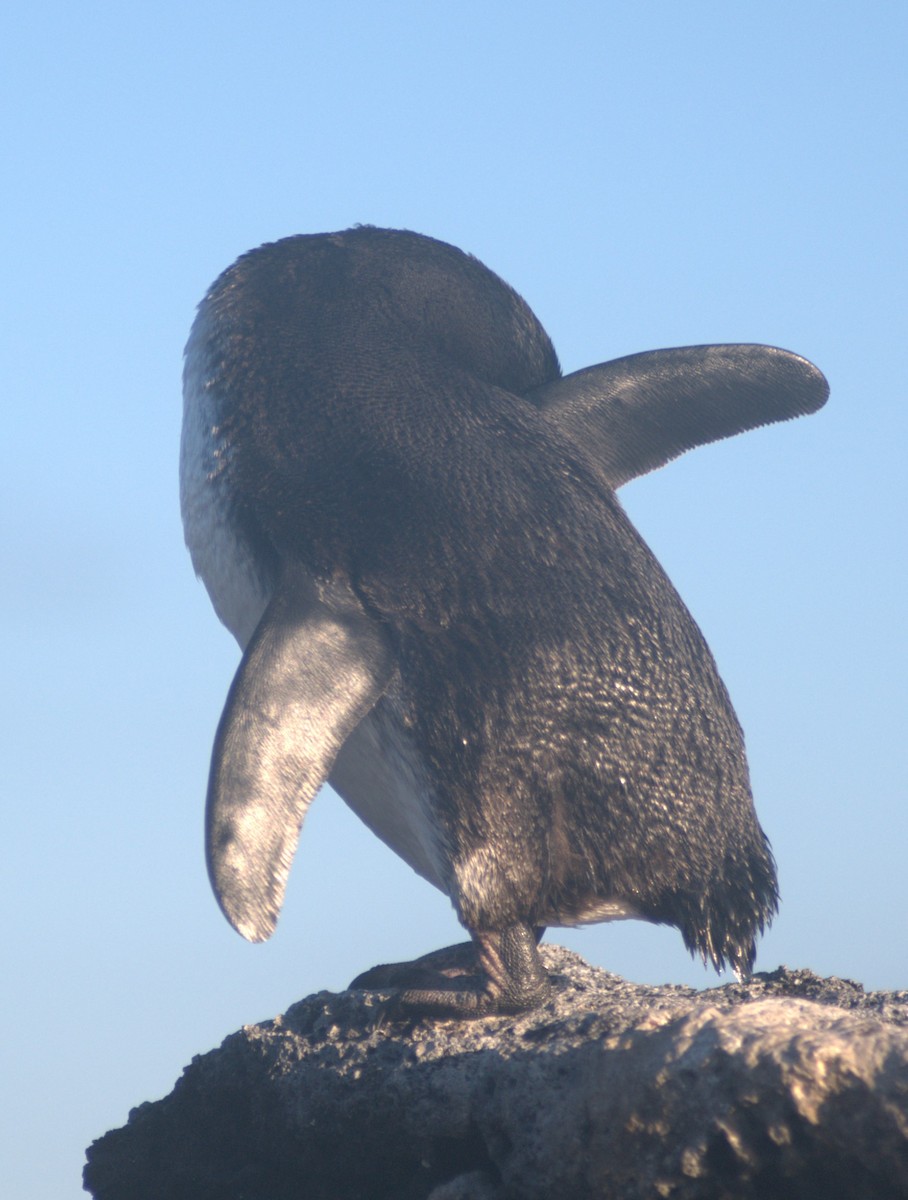 Галапагосский пингвин - ML614107703