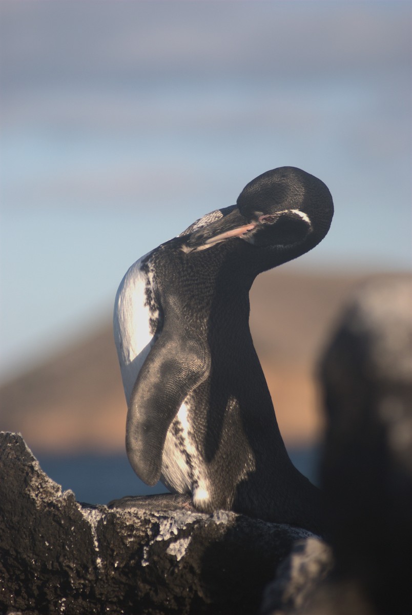 Галапагосский пингвин - ML614107705