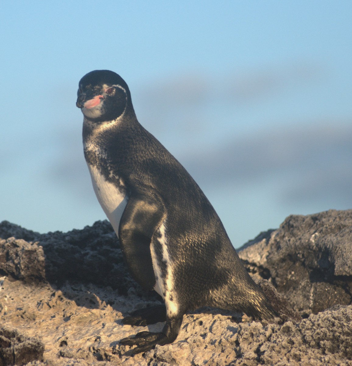 Галапагосский пингвин - ML614107706