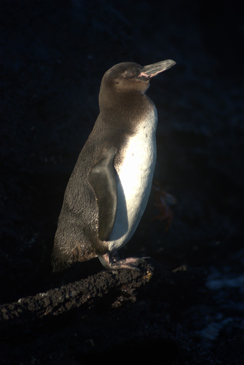 Галапагосский пингвин - ML614107709