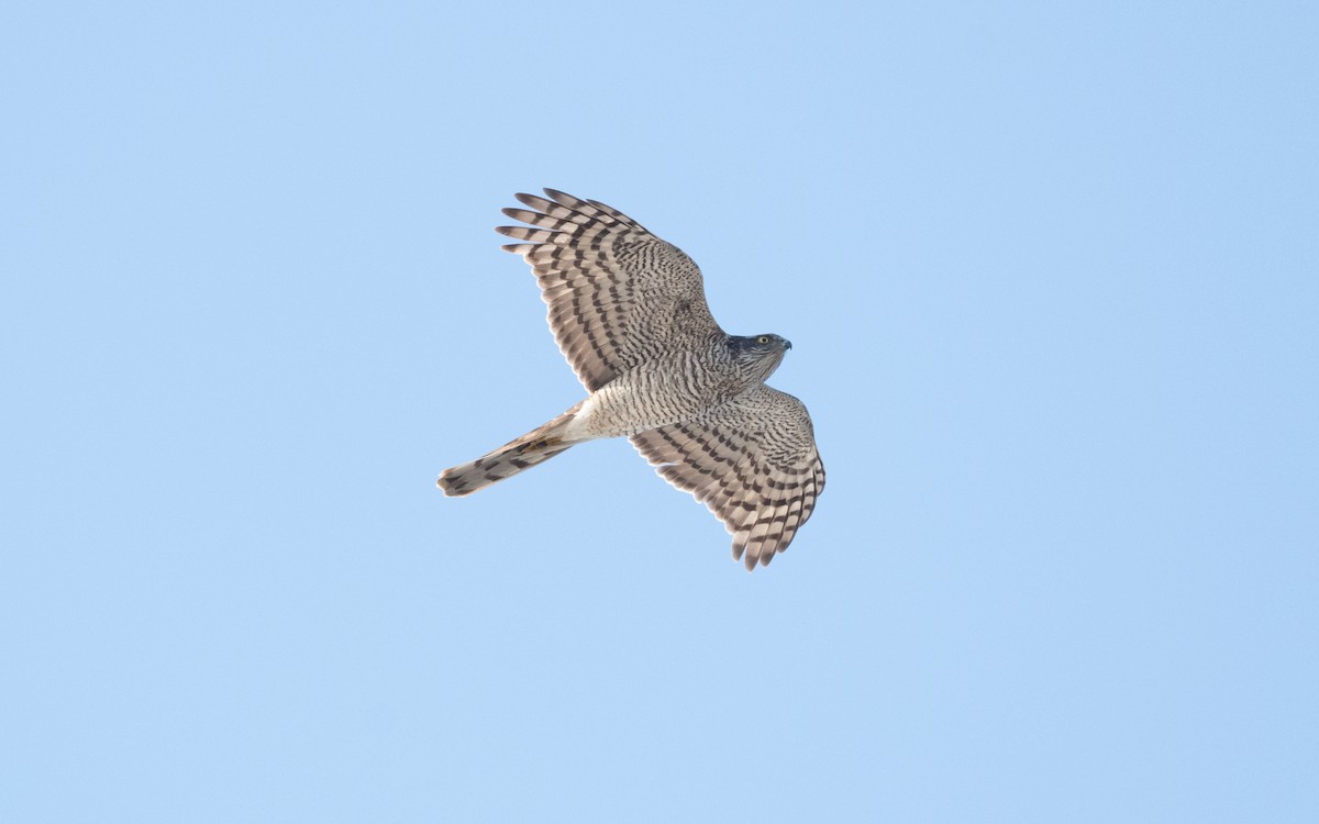 Eurasian Sparrowhawk - ML614107717